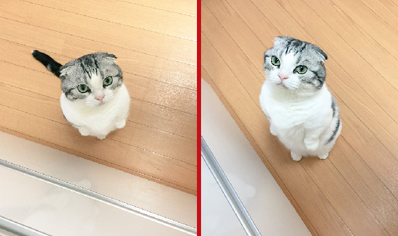 Adorable Japanese kitty is hungry, and he’s not going to take things sitting down【Photos/Videos】