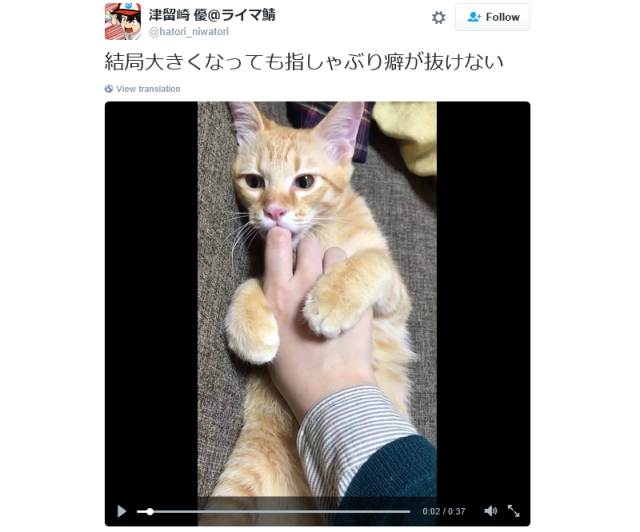 Adorable Japanese cat uses owner’s finger as pacifier, soothes Japanese Internet’s heart 【Video】