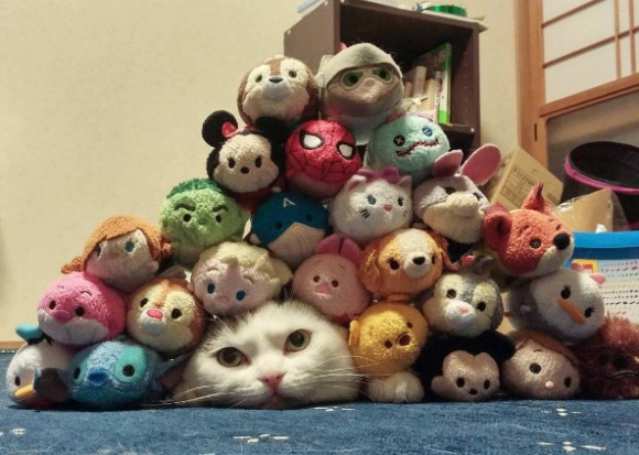 tsum tsum cat