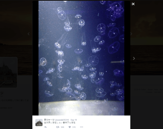 This jellyfish may only exist in Japanese aquariums, remains undiscovered in the wild