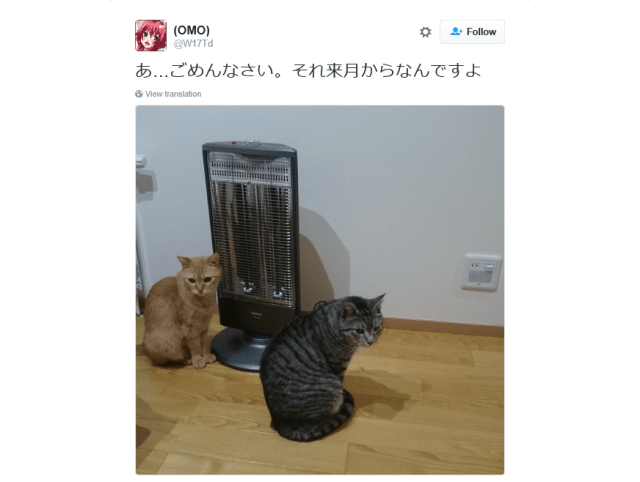 Funny Japanese cats give owner icy stare for his lack of autumn hospitality