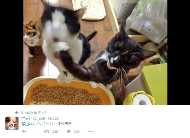 Cat beats up on sibling, Japanese owner catches the perfect uppercut on camera