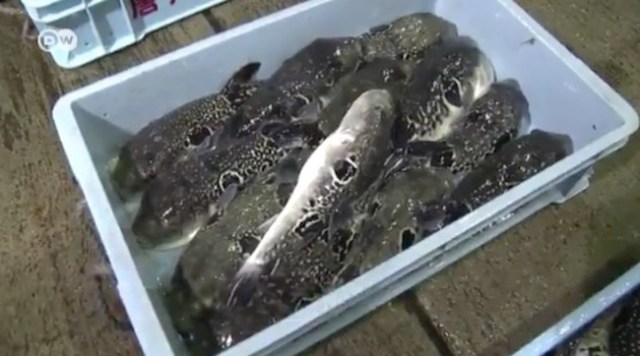 The secret blowfish auction — trading for deadly but tasty fugu 【Video】