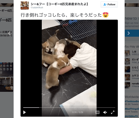 Human plays dead on floor, is quickly revived by affectionate puppy kisses 【Video】