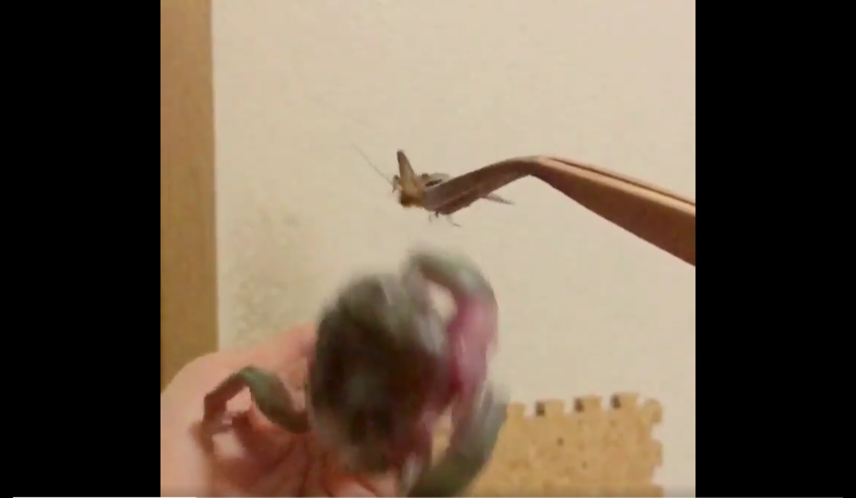 Hilarious frog fail sees insect escape certain death | SoraNews24 ...