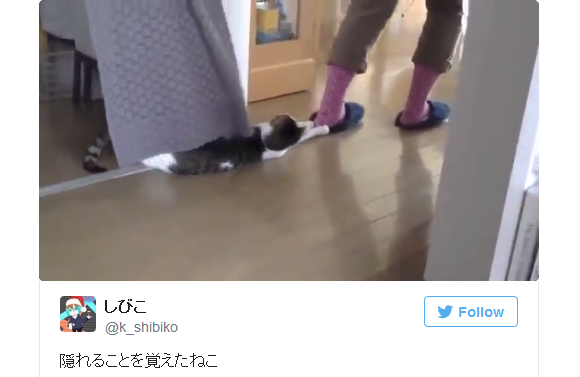 Adorable Japanese cat shows off its purr-fect hiding spot to attack owner’s feet 【Video】