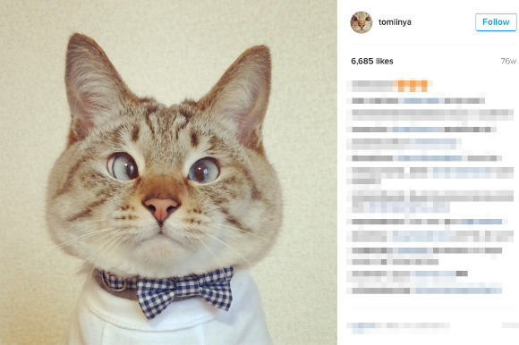 Cute cross-eyed cat from Japan gains admirers from around the world
