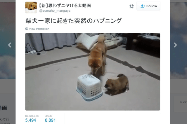 Playful Shiba pup gets himself trapped in basket, parents and sibling look on in adorable video