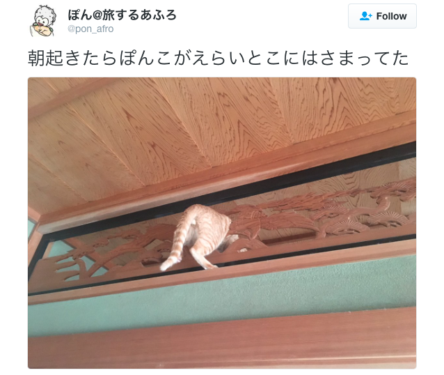 Traditional Japanese architecture proves too irresistible for curious cat