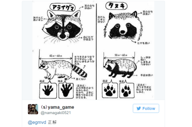 How to tell a Japanese tanuki apart from a regular raccoon