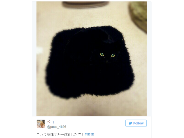 Japanese cat owner stuns Internet with photo of seemingly square kitty