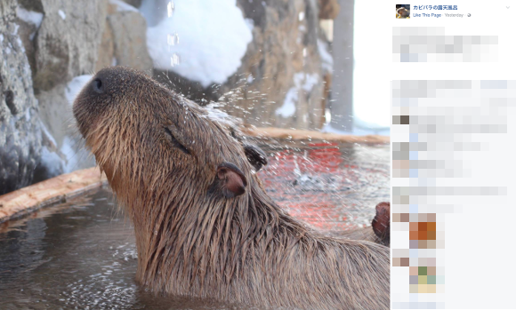 Capybaras around Japan compete to find out which one can bathe the longest