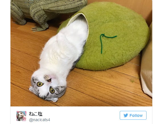 Cats are actually caterpillars?!? Japanese cat caught emerging out of cocoon of cute