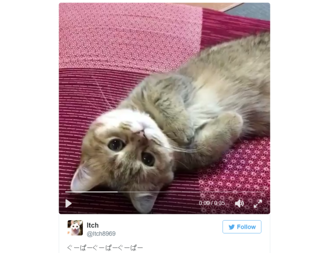 “Rock-paper-scissors-playing” cat in Japan knows exactly how cute it’s being【Video】