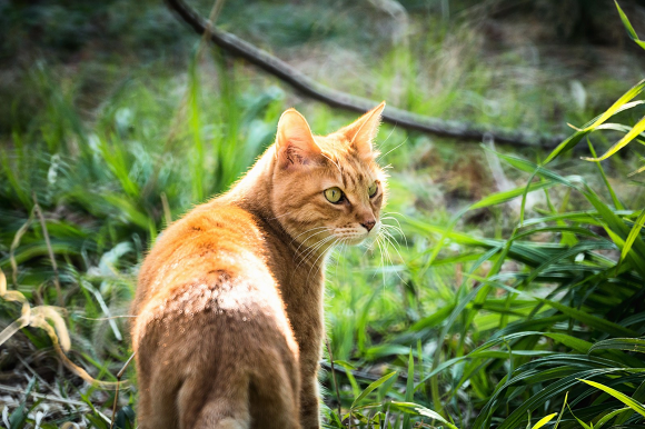 Japan’s top 10 cat names for 2017 | SoraNews24 -Japan News-