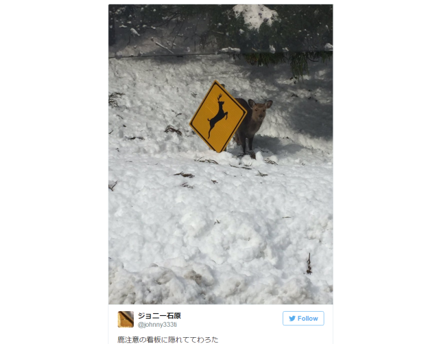 In law-abiding, snowy Japan, even this deer apparently follows the traffic rules