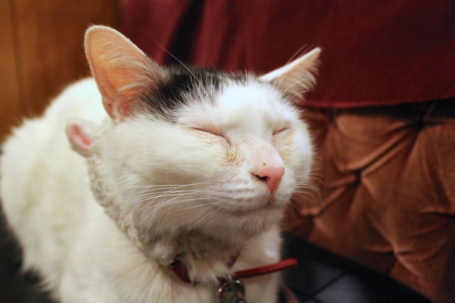 Shop cats of Tokyo: Snoozy Jirocho and feisty Ishimatsu rule the roost at Cafe Arles