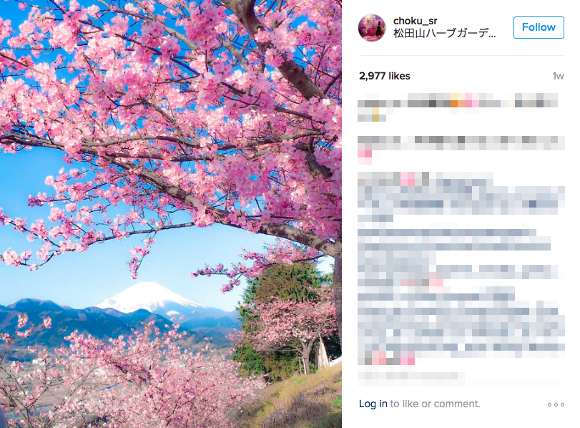 Early-blooming sakura cherry blossoms create pink-tinged wonderlands in Japan