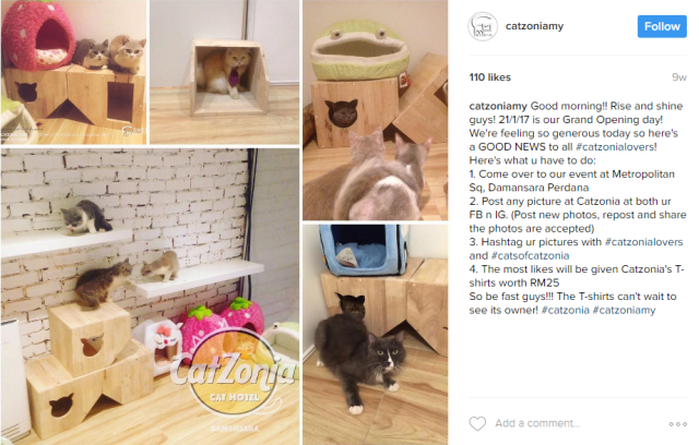 CatZonia is the five-star hotel with impressive amenities for your darling cat