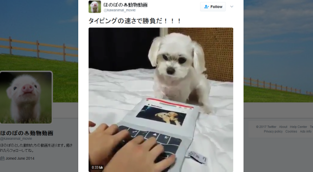 Pet dog amazes Japanese internet with incredibly fast (and incredibly cute) typing skills 【Video】