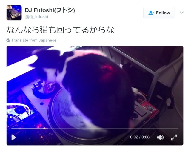 Groovy cats spin us right round with their DJ-ing skills【Video】