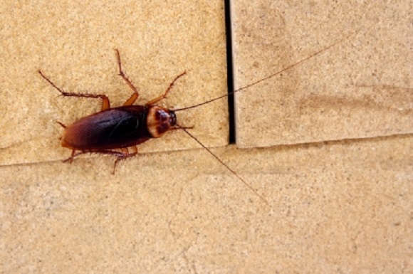 Osaka man arrested for throwing dozens of cockroaches around at anime music event