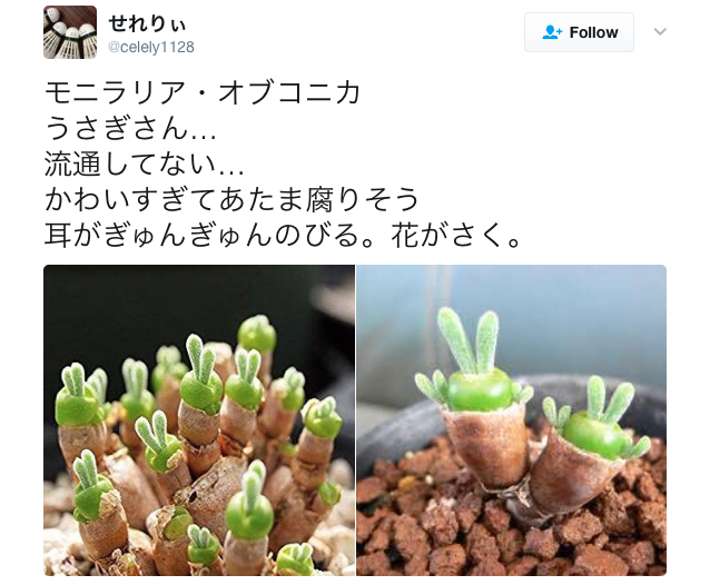 Can even our brown thumbs keep this “moss bonsai” kit alive?【Photos】