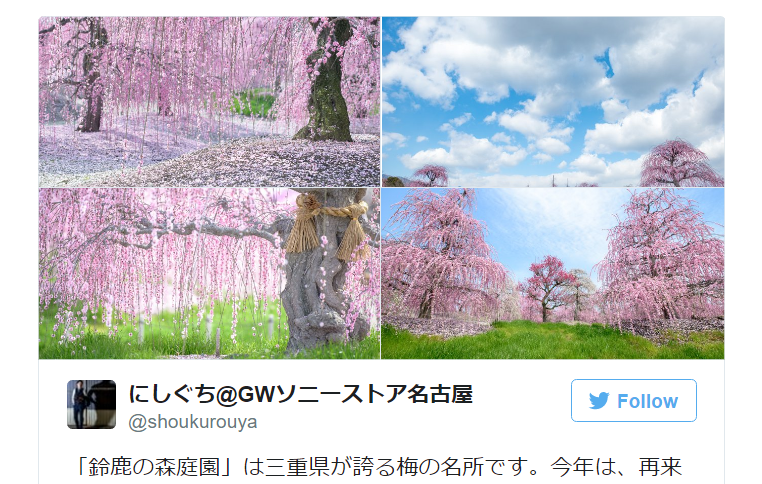 Japan S Weeping Plum Trees Are So Beautiful They Ll Bring Tears To Your Eyes Photos Soranews24 Japan News