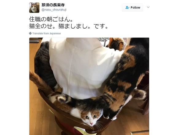Japanese monk surrounded by adorable cats achieves supremely sublime breakfast【Photos】