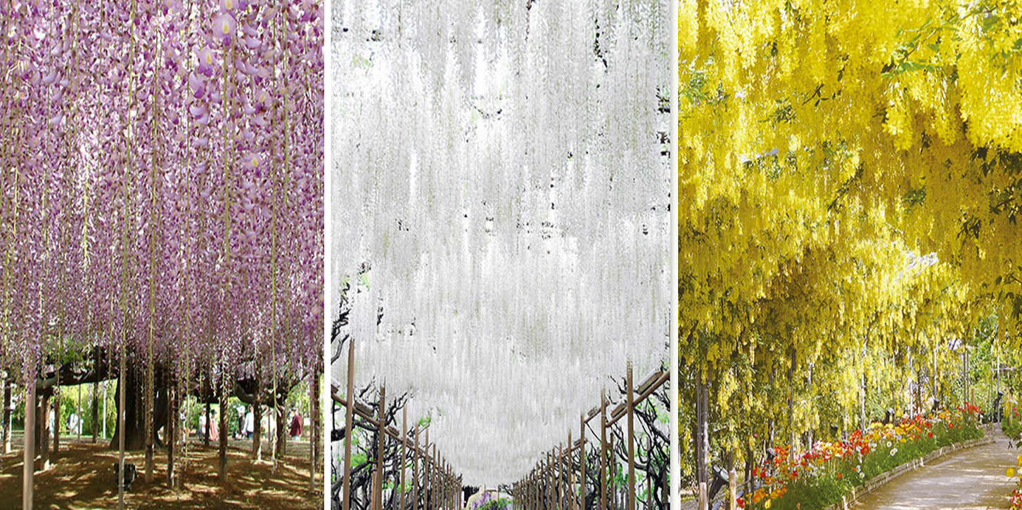 Won't be in Japan in time for the cherry blossoms? Tochigi's wisteria  festival is just as magical | SoraNews24 Japan News
