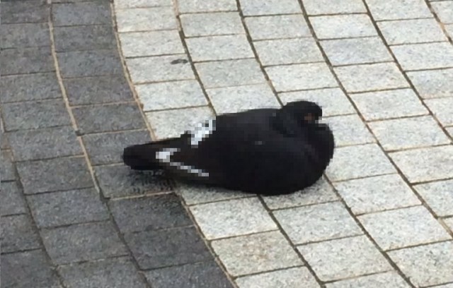 Pigeon that looks like a Nike shoe spotted in Japan