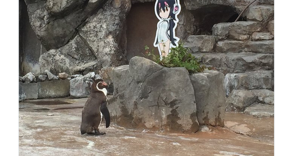 Japanese zoo penguin falls in love with cutout of cute anime penguin girl |  SoraNews24 -Japan News-