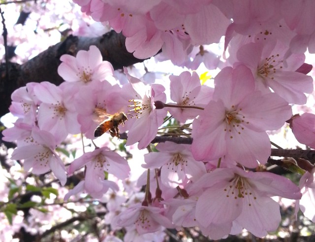 Japanese weather site reveals the secret to knowing when a sakura cherry blossom will fall