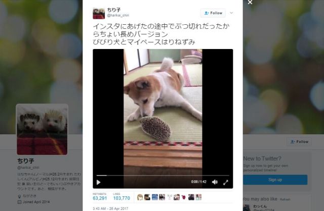 Dog’s startled reactions to hedgehog pal take over the Japanese Internet【Monday Kickstart】