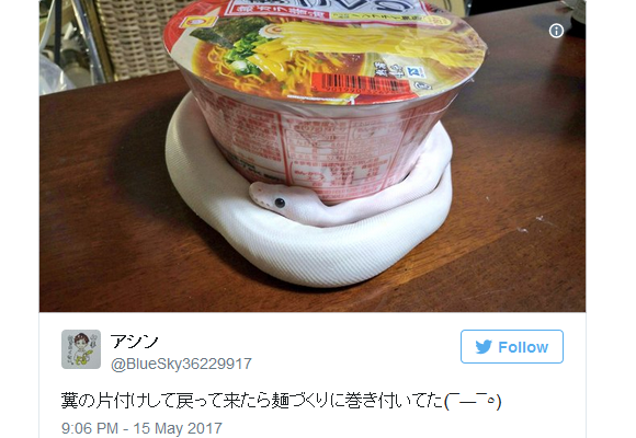 Cute Japanese pet snake hunts bowl of cup ramen, coils around the hearts of the Internet