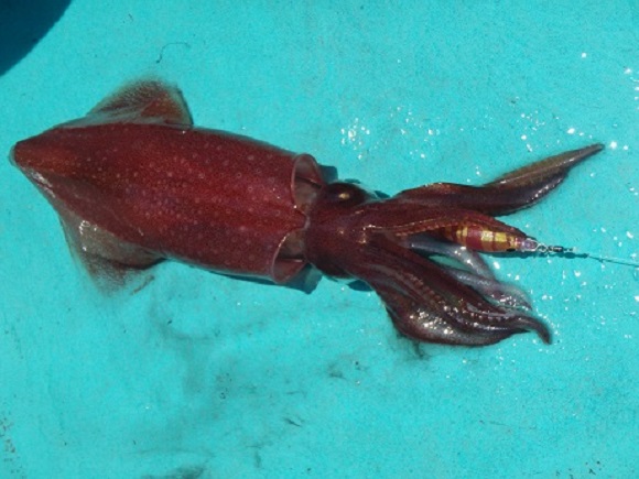 Video of teen killing squid on Twitter sparks controversy over what we know about our food