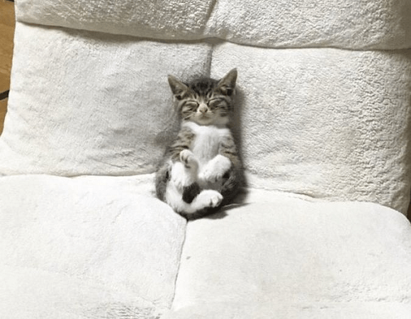 These cats caught napping in the cutest ways will brighten your day【Photos】