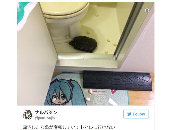 Japanese man’s pet turtle lays eggs in his bathroom, helps him make a new group of friends