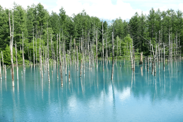 Hokkaido’s breathtaking Blue Pond is exactly as advertised【Photos】