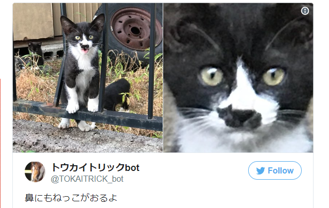 Japanese cat with a cat on its face defeats countless rivals for Internet attention【Video】