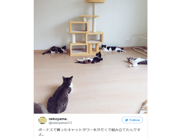 Japanese Twitter user’s post pretty much sums up cat ownership
