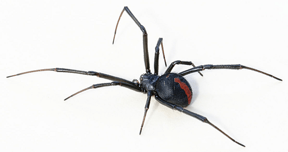 Poisonous spider found at venue of Tokyo’s biggest anime convention one week before it kicks off