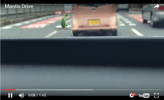 Praying mantis in Japan hitches a ride, does a little dance for his driver【Video】