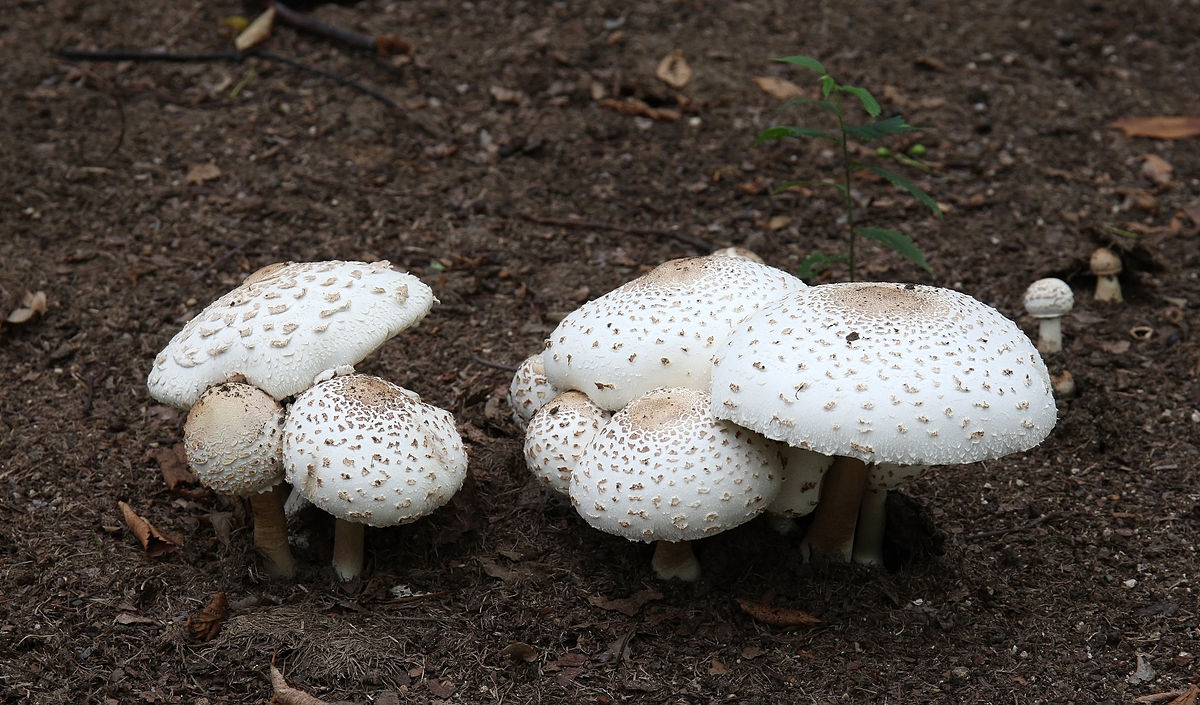 Diarrheainducing mushrooms send three Japanese men to hospital after