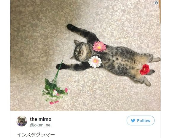 Meow! Japanese Internet comes together to appreciate “artfully” posed nude cat photos
