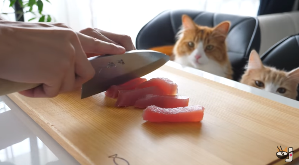 sushi for cats