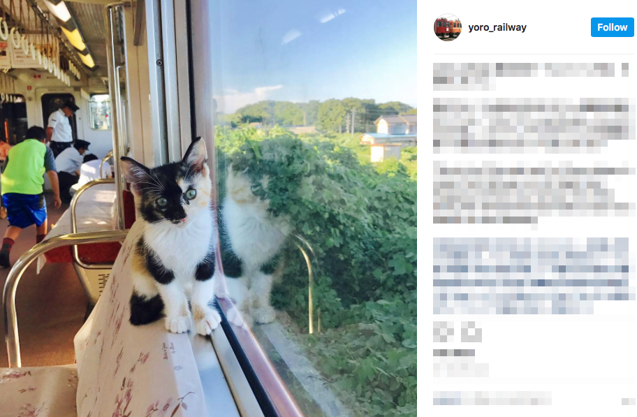 Cat cafe train in Japan makes its inaugural run with rescue cats on