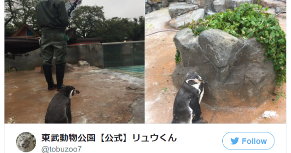 Japan's anime-loving penguin loses his 2-D waifu temporarily, breaks our  hearts with sad photos | SoraNews24 -Japan News-