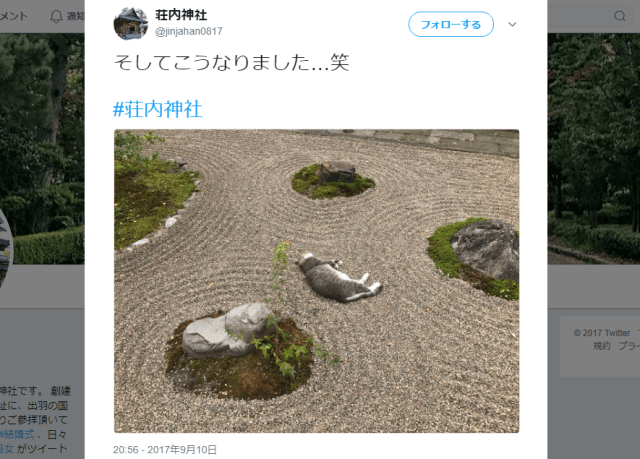 Shrine cat takes a nap in a Zen garden【Photos】