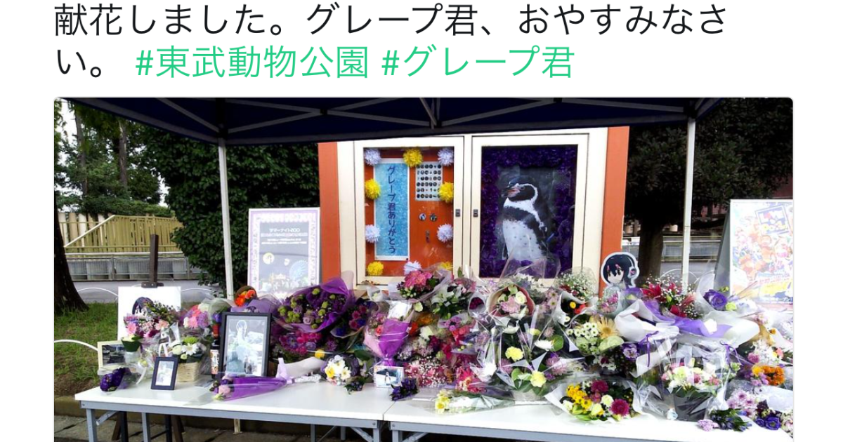 Heartbroken Visitors Leave Tributes To Japan S Anime Loving Penguin Grape Kun At New Memorial Soranews24 Japan News